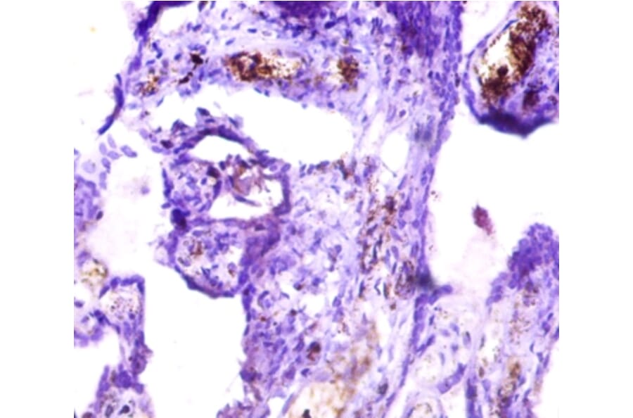 Immunohistochemistry - Islet cell autoantigen 1 Polyclonal Antibody from Signalway Antibody (42556) - Antibodies.com