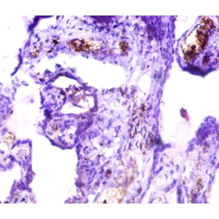 Immunohistochemistry - Islet cell autoantigen 1 Polyclonal Antibody from Signalway Antibody (42556) - Antibodies.com