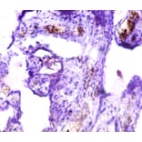 Immunohistochemistry - Islet cell autoantigen 1 Polyclonal Antibody from Signalway Antibody (42556) - Antibodies.com