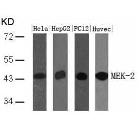 Western blot - MEK2 (Ab-394) Antibody from Signalway Antibody (21008) - Antibodies.com