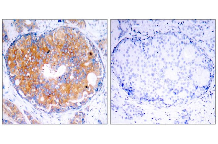 Immunohistochemistry - MEK2 (Ab-394) Antibody from Signalway Antibody (21008) - Antibodies.com