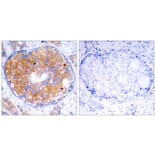 Immunohistochemistry - MEK2 (Ab-394) Antibody from Signalway Antibody (21008) - Antibodies.com