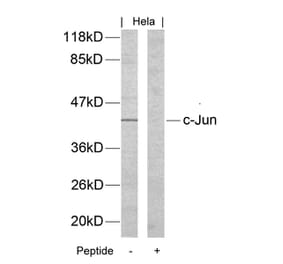 Western blot - c-Jun (Ab-170) Antibody from Signalway Antibody (21023) - Antibodies.com