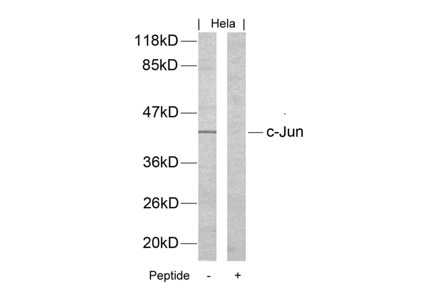 Western blot - c-Jun (Ab-170) Antibody from Signalway Antibody (21023) - Antibodies.com