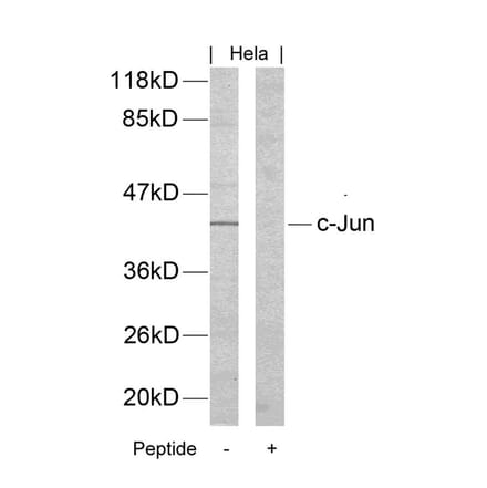 Western blot - c-Jun (Ab-170) Antibody from Signalway Antibody (21023) - Antibodies.com