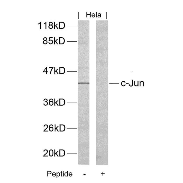 Western blot - c-Jun (Ab-170) Antibody from Signalway Antibody (21023) - Antibodies.com
