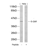 Western blot - c-Jun (Ab-170) Antibody from Signalway Antibody (21023) - Antibodies.com