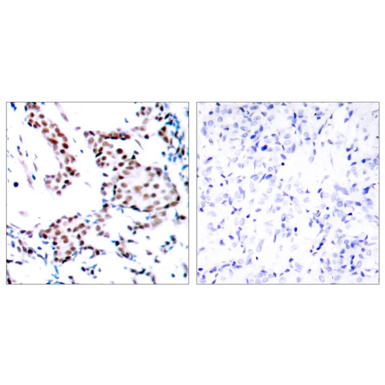 Immunohistochemistry - c-Jun (Ab-170) Antibody from Signalway Antibody (21023) - Antibodies.com