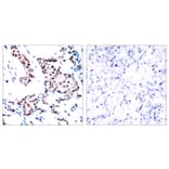 Immunohistochemistry - c-Jun (Ab-170) Antibody from Signalway Antibody (21023) - Antibodies.com