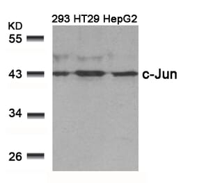 Western blot - c-Jun (Ab-239) Antibody from Signalway Antibody (21024) - Antibodies.com
