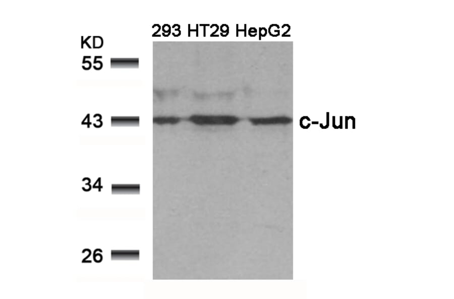 Western blot - c-Jun (Ab-239) Antibody from Signalway Antibody (21024) - Antibodies.com