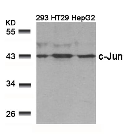 Western blot - c-Jun (Ab-239) Antibody from Signalway Antibody (21024) - Antibodies.com