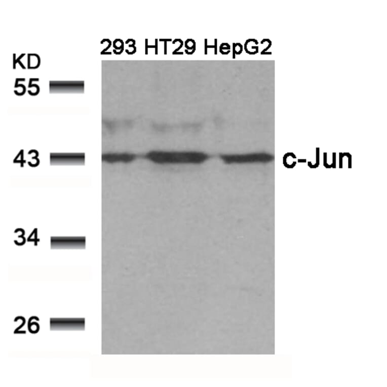 Western blot - c-Jun (Ab-239) Antibody from Signalway Antibody (21024) - Antibodies.com