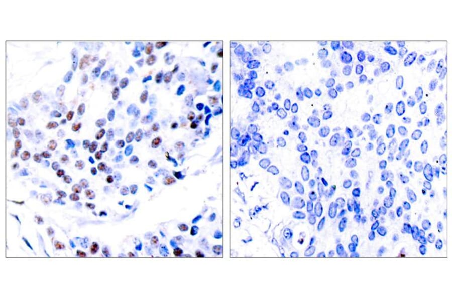 Immunohistochemistry - c-Jun (Ab-239) Antibody from Signalway Antibody (21024) - Antibodies.com