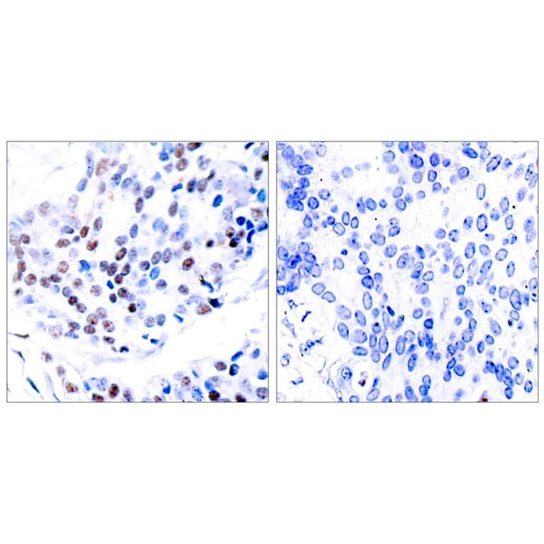 Immunohistochemistry - c-Jun (Ab-239) Antibody from Signalway Antibody (21024) - Antibodies.com