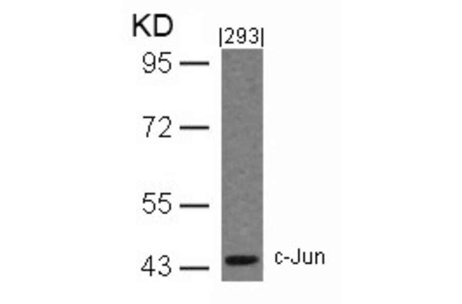 Western blot - c-Jun (Ab-243) Antibody from Signalway Antibody (21025) - Antibodies.com