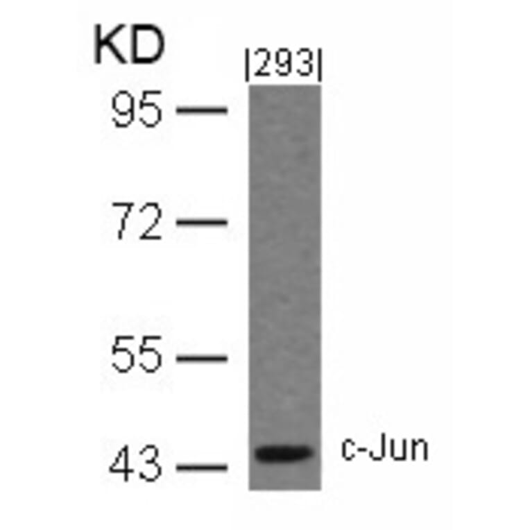 Western blot - c-Jun (Ab-243) Antibody from Signalway Antibody (21025) - Antibodies.com