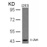 Western blot - c-Jun (Ab-243) Antibody from Signalway Antibody (21025) - Antibodies.com