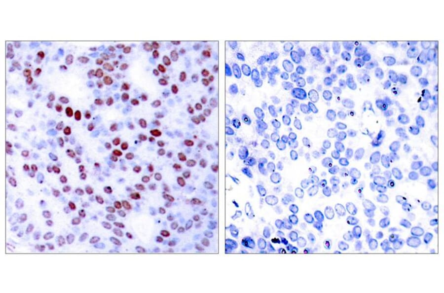 Immunohistochemistry - c-Jun (Ab-243) Antibody from Signalway Antibody (21025) - Antibodies.com