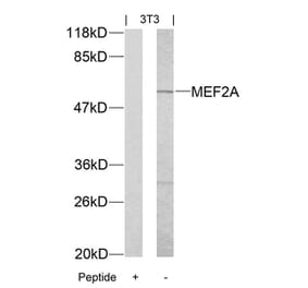 Western blot - MEF2a (Ab-312) Antibody from Signalway Antibody (21039) - Antibodies.com