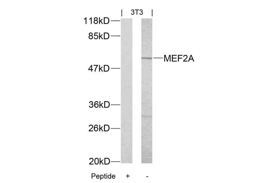 Western blot - MEF2a (Ab-312) Antibody from Signalway Antibody (21039) - Antibodies.com