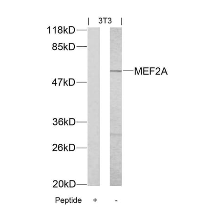 Western blot - MEF2a (Ab-312) Antibody from Signalway Antibody (21039) - Antibodies.com