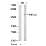 Western blot - MEF2a (Ab-312) Antibody from Signalway Antibody (21039) - Antibodies.com