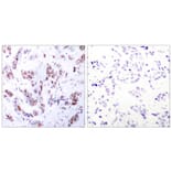 Immunohistochemistry - MEF2a (Ab-312) Antibody from Signalway Antibody (21039) - Antibodies.com