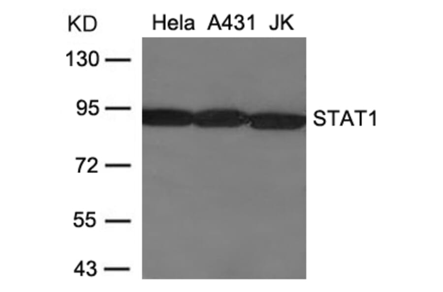 Western blot - STAT1 (Ab-701) Antibody from Signalway Antibody (21044) - Antibodies.com
