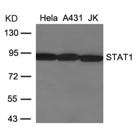 Western blot - STAT1 (Ab-701) Antibody from Signalway Antibody (21044) - Antibodies.com