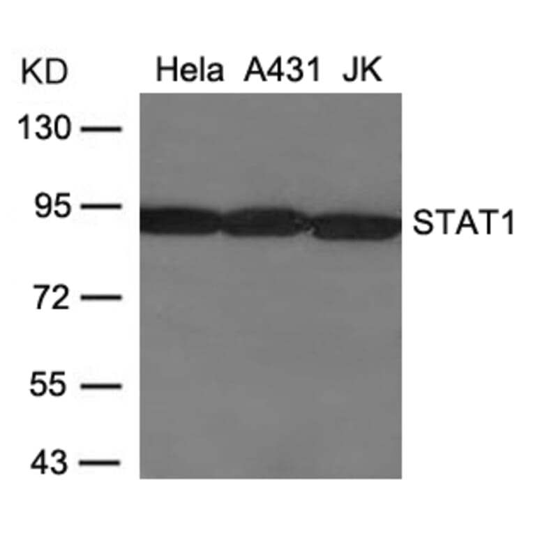 Western blot - STAT1 (Ab-701) Antibody from Signalway Antibody (21044) - Antibodies.com
