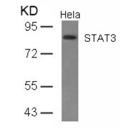 Western blot - STAT3 (Ab-727) Antibody from Signalway Antibody (21046) - Antibodies.com
