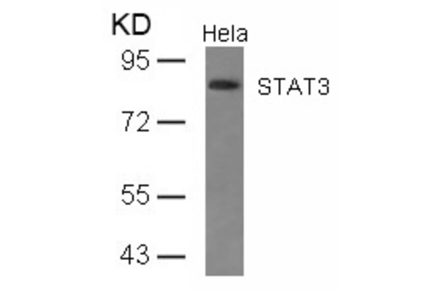 Western blot - STAT3 (Ab-727) Antibody from Signalway Antibody (21046) - Antibodies.com