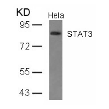 Western blot - STAT3 (Ab-727) Antibody from Signalway Antibody (21046) - Antibodies.com
