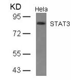 Western blot - STAT3 (Ab-727) Antibody from Signalway Antibody (21046) - Antibodies.com