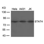 Western blot - STAT4 (Ab-693) Antibody from Signalway Antibody (21047) - Antibodies.com