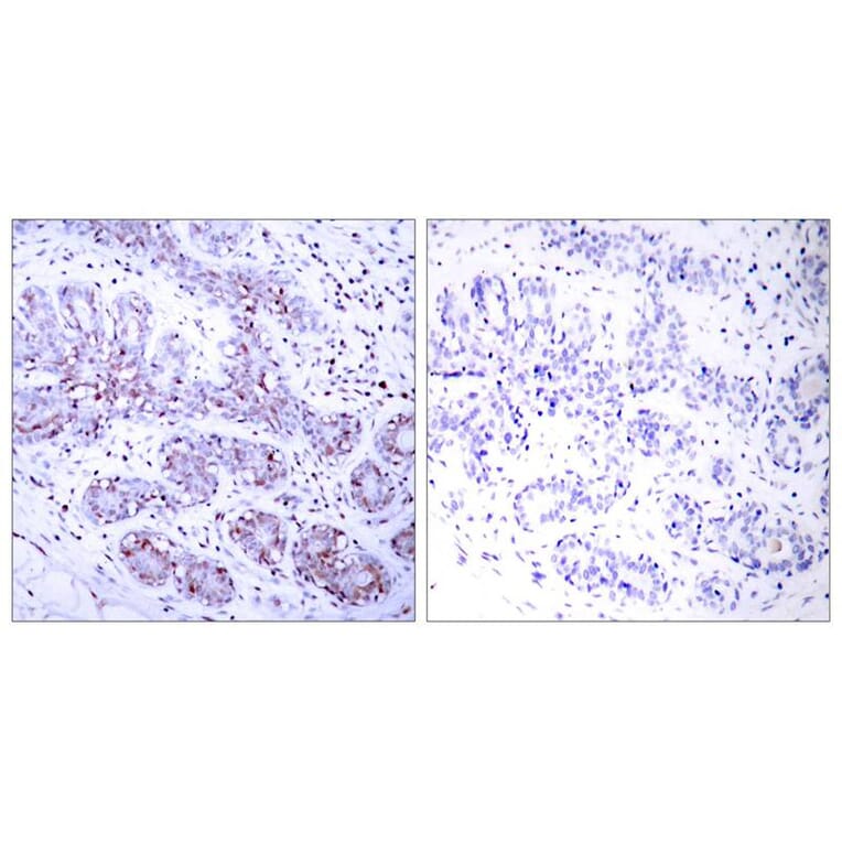 Immunohistochemistry - STAT4 (Ab-693) Antibody from Signalway Antibody (21047) - Antibodies.com