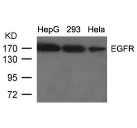 Western blot - EGFR (Ab-1092) Antibody from Signalway Antibody (21074) - Antibodies.com