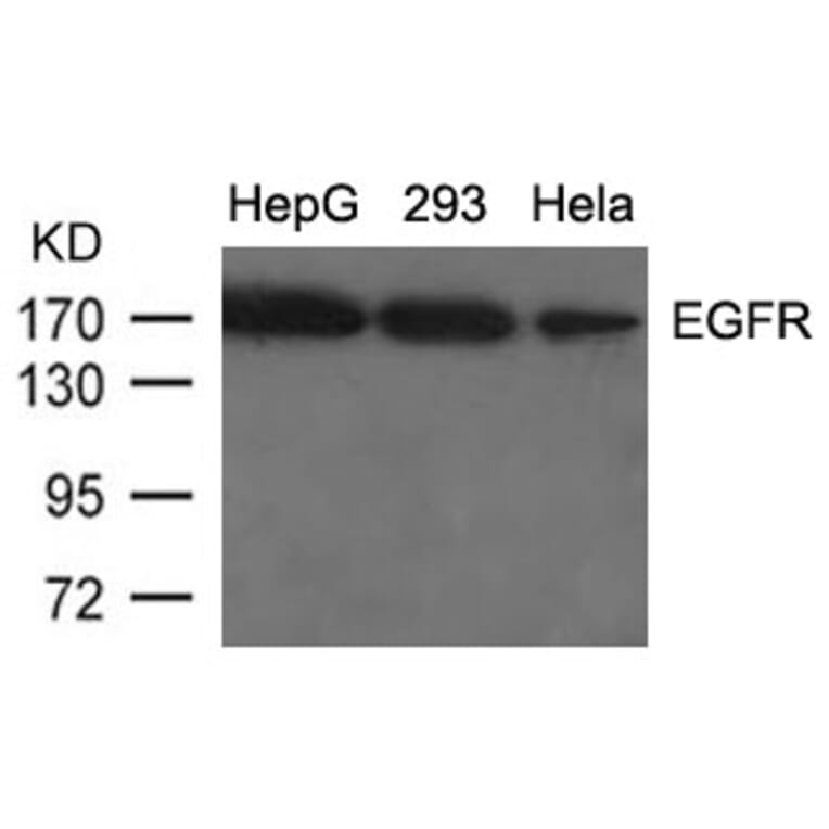 Western blot - EGFR (Ab-1092) Antibody from Signalway Antibody (21074) - Antibodies.com