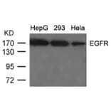 Western blot - EGFR (Ab-1092) Antibody from Signalway Antibody (21074) - Antibodies.com