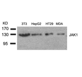 Western blot - JAK1 (Ab-1022) Antibody from Signalway Antibody (21119) - Antibodies.com