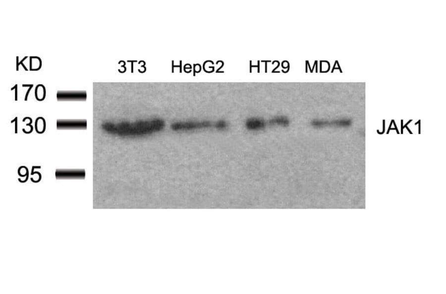 Western blot - JAK1 (Ab-1022) Antibody from Signalway Antibody (21119) - Antibodies.com