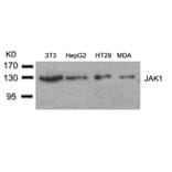 Western blot - JAK1 (Ab-1022) Antibody from Signalway Antibody (21119) - Antibodies.com