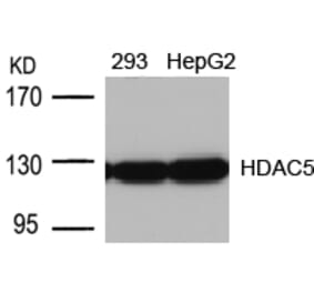 Western blot - HDAC5 (Ab-498) Antibody from Signalway Antibody (21142) - Antibodies.com