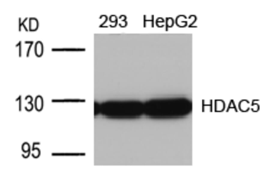 Western blot - HDAC5 (Ab-498) Antibody from Signalway Antibody (21142) - Antibodies.com