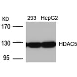 Western blot - HDAC5 (Ab-498) Antibody from Signalway Antibody (21142) - Antibodies.com