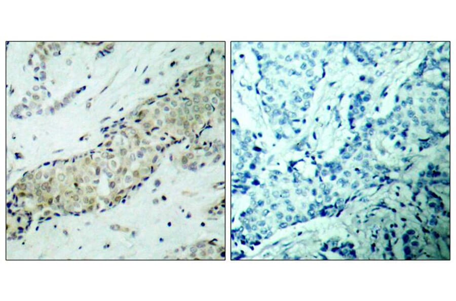 Immunohistochemistry - HDAC5 (Ab-498) Antibody from Signalway Antibody (21142) - Antibodies.com