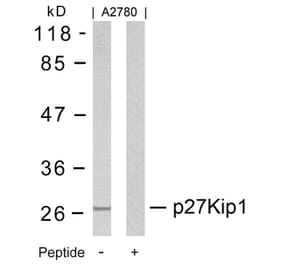 Western blot - p27Kip1 (Ab-10) Antibody from Signalway Antibody (21150) - Antibodies.com