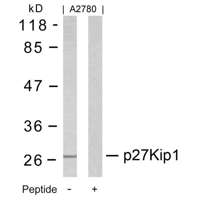 Western blot - p27Kip1 (Ab-10) Antibody from Signalway Antibody (21150) - Antibodies.com