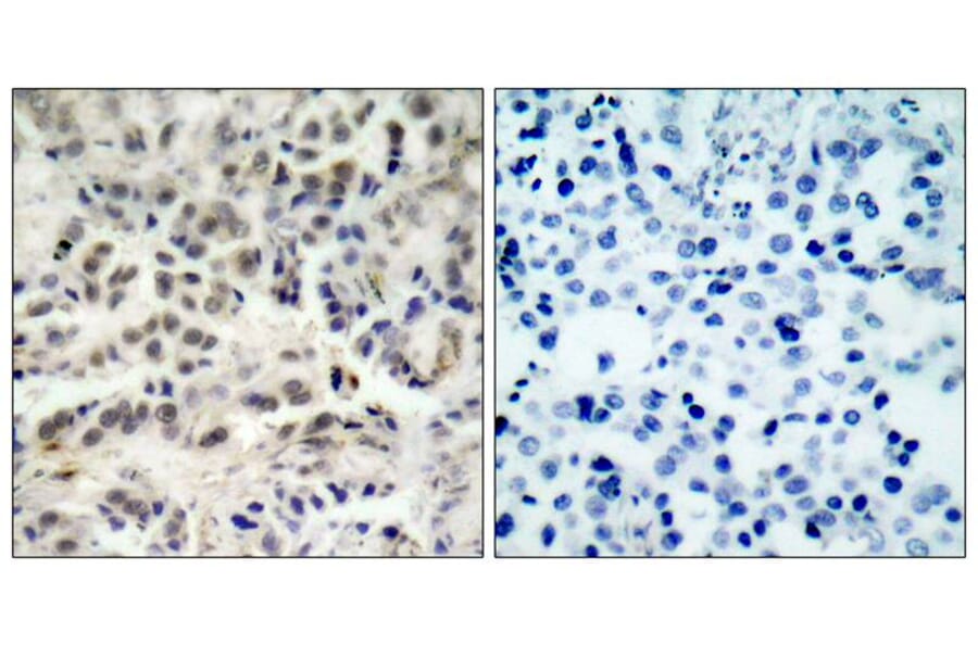 Immunohistochemistry - p27Kip1 (Ab-10) Antibody from Signalway Antibody (21150) - Antibodies.com